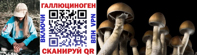 Псилоцибиновые грибы Cubensis  даркнет сайт  ссылка на мегу зеркало  shop Telegram  Пошехонье 